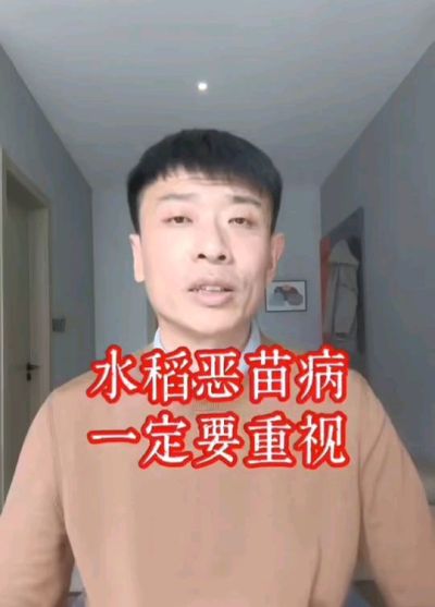 水稻恶苗病发生原因及预防！