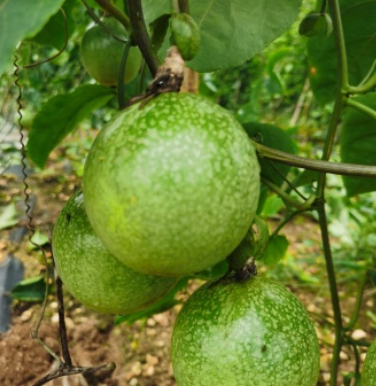 http://st-static1.yuexiangleyuan.com/forums/2025/07/16/17526336017590.png