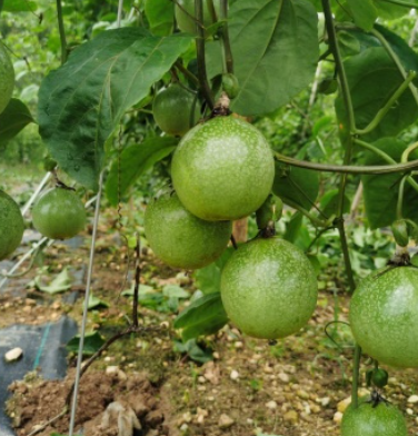 http://st-static1.yuexiangleyuan.com/forums/2025/07/16/17526336018872.png