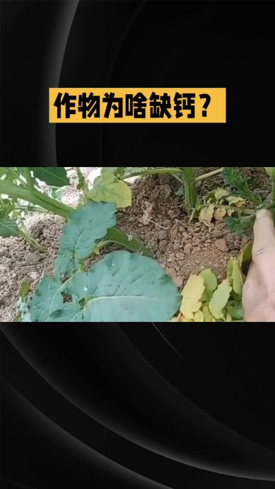 地里明明不缺钙，为啥农作物还会缺钙？
