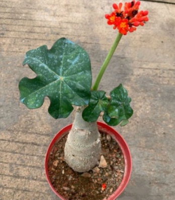 http://st-static1.yuexiangleyuan.com/forums/2025/07/28/17536693004033.png
