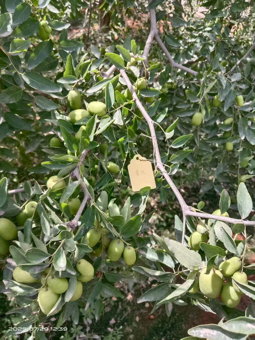 这是棵黄化树，艾乐根处理，100毫升，树盘开浅沟（10㎝），兑水35斤冲施，埋沟。现在产量很棒