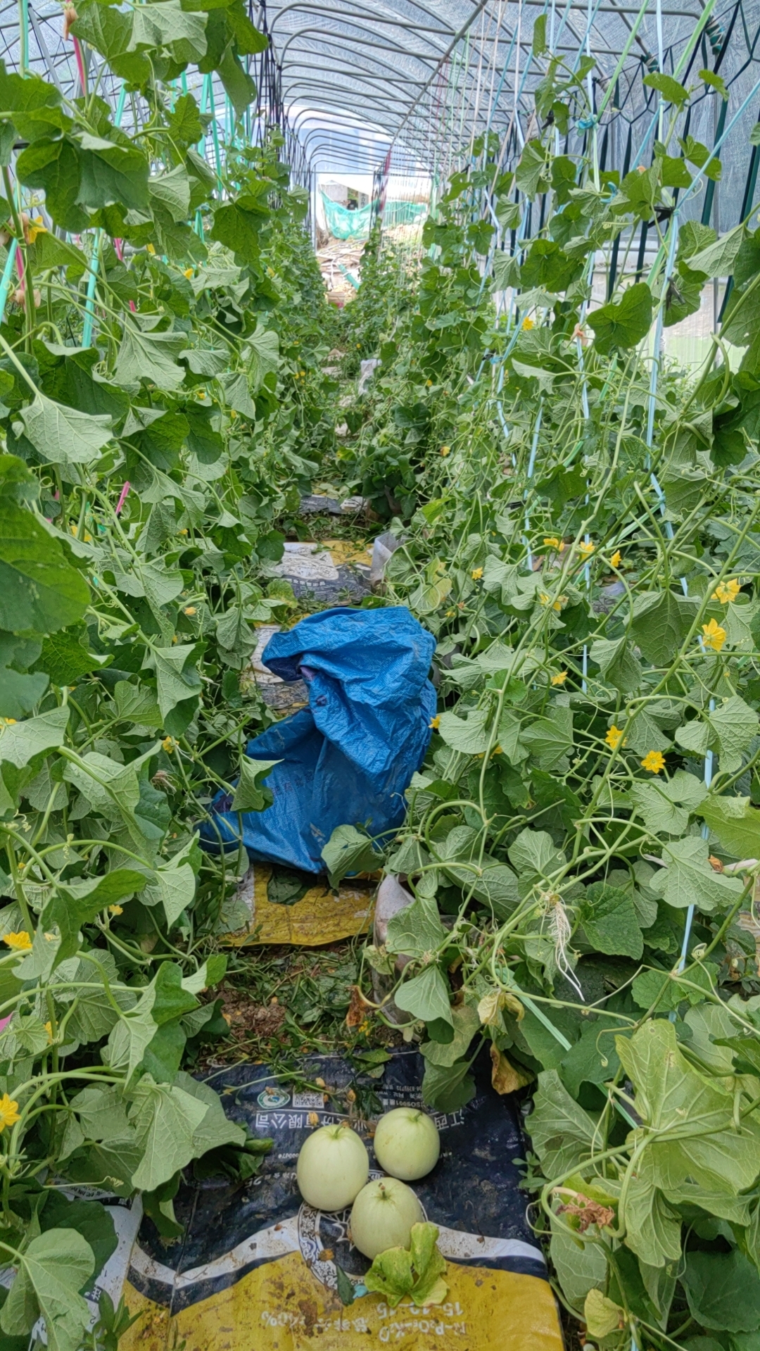 http://st-static1.yuexiangleyuan.com/forums/2025/07/30/17538444178654.jpg