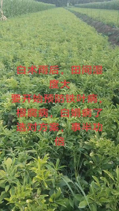 雨期过后白术病害要防治了
预防铁叶病，白娟病
现在也进入了膨大期
可以打膨大的