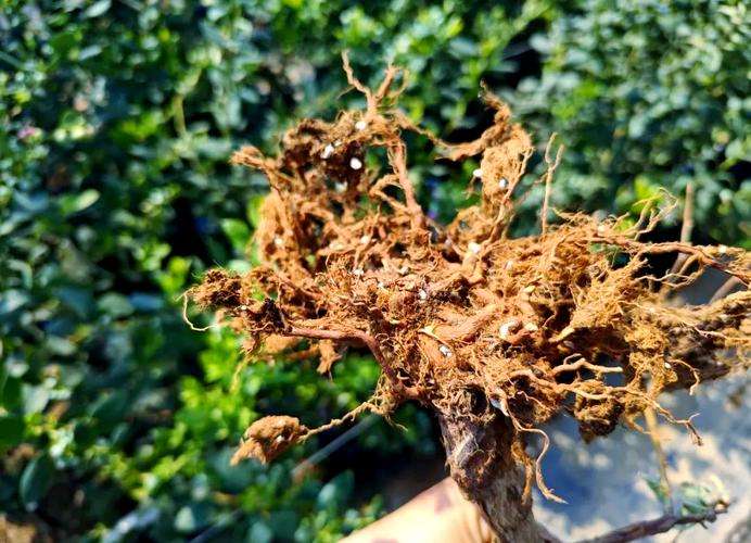 蓝莓根腐病镰刀菌致，根腐叶枯株萎，农化生防结合控病保产
