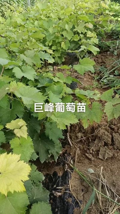 巨峰葡萄苗。一年扦插苗。需要联系。苗圃基地直销！需要联系18534302961