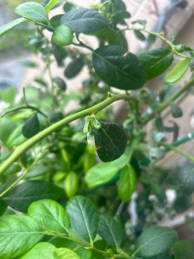 蓝莓白粉虱：从识别到防治的全指南