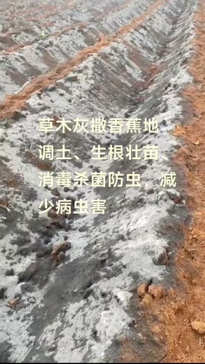 [太阳]纯植物草木灰源头厂家，草木灰广泛适用于各类农作物，是性价比很高的有机肥