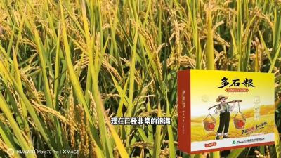 多石粮-谷物小分子有机酸，田间表现。
剑叶挺拔，灌浆饱，千粒重，上粮快。