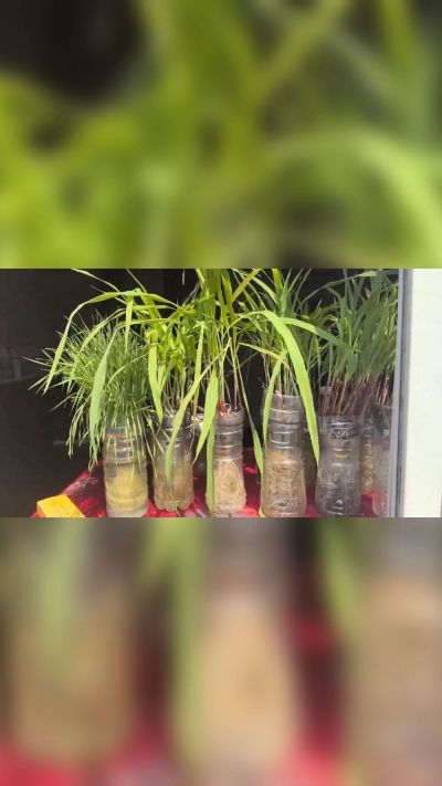 微生物菌剂，出厂前每克添加5亿微生物。最新实验生根育苗，保证不烧苗，促进毛细根增长，抑制病虫害，疏松土壤，保水保肥。近期需要用肥的老板提前联系，19331068337微信同步。