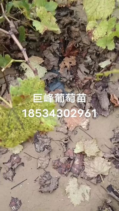 巨峰葡萄苗，一年扦插苗，苗圃基地直销！需要联系18534302961