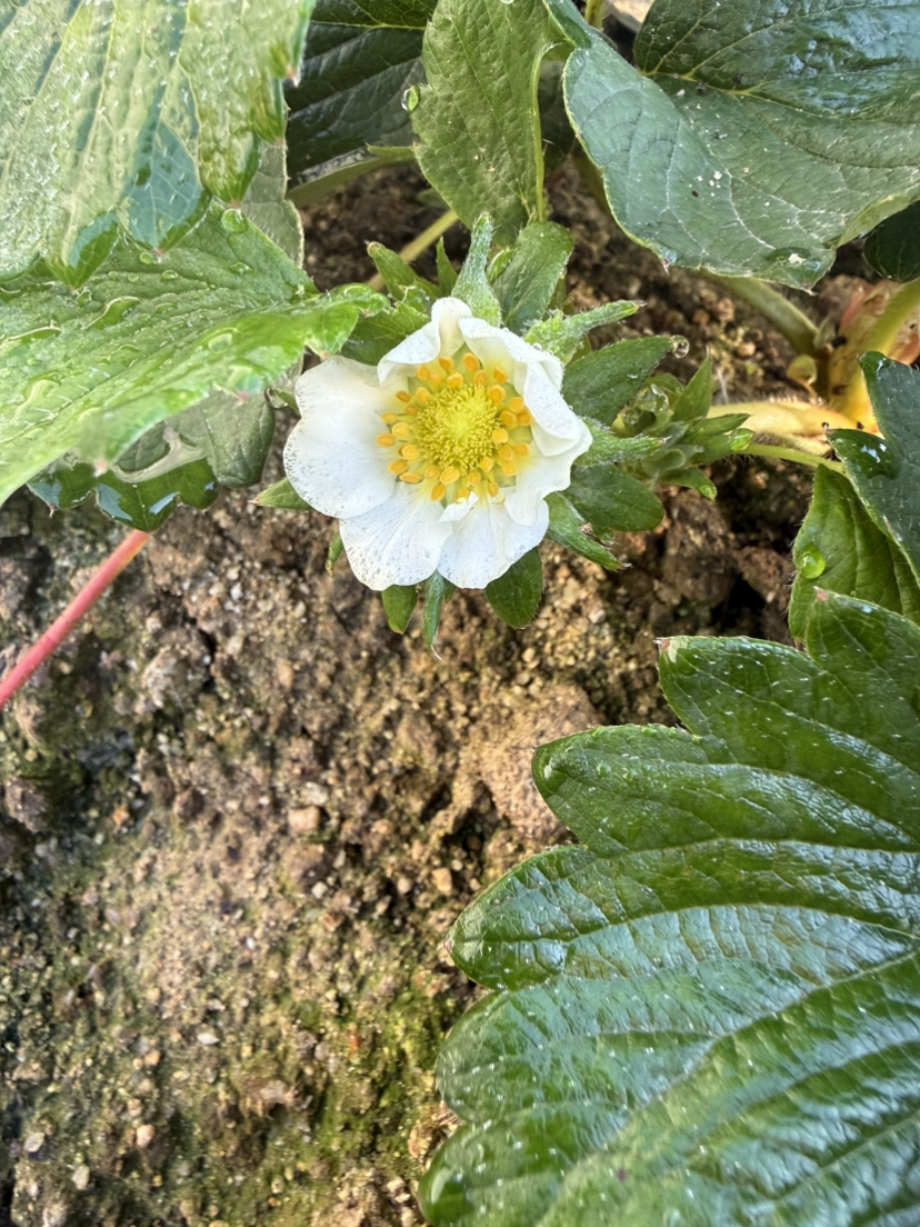 今年的碗苗上花快