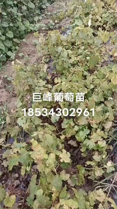 出售早熟巨峰葡萄苗。药用连翘苗，科研五号优质种苗，2/5年苗，药用连翘树，挂果树，全国包邮到家！财富密码18534302961