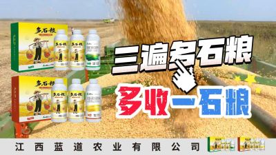 冬季种植，油菜，小麦，草莓等作物的，出现了除草剂药害，黄叶，僵苗，苗不长等问题，马上用多石粮，确保5天见到效果。