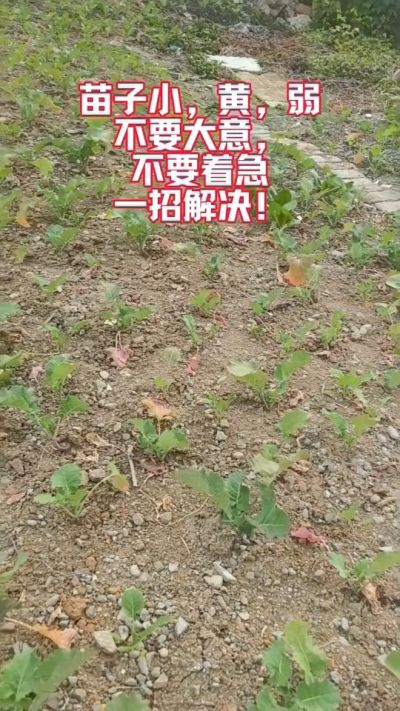 油菜苗子弱苗子小，就用多石粮，5天见效果。