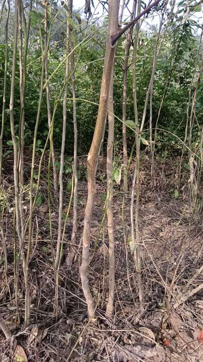 出售臭椿苗，巨峰葡萄苗。药用连翘苗，科研五号优质种苗，2/5年苗，药用连翘树，挂果树，全国包邮到家！财富密码18534302961