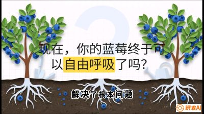 第3节：别把树&ldquo;憋死&rdquo;&mdash;&mdash;正确的定植与换盆手法,   课程：《蓝莓&ldquo;高产&rdquo;实战课：从选苗到丰收的10个关键点》