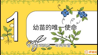 第6节：修剪决定产量（上）&mdash;&mdash;幼苗期与生长期修剪， 课程：《蓝莓&ldquo;高产&rdquo;实战课：从选苗到丰收的10个关键点》