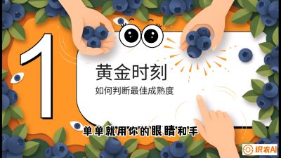 第10节：完美的&ldquo;果粉&rdquo;&mdash;&mdash;采摘时机与保鲜， 课程：《蓝莓&ldquo;高产&rdquo;实战课：从选苗到丰收的10个关键点》
