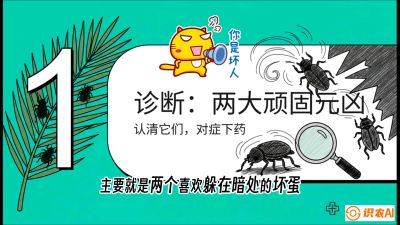 第06节：顽固虫害防治&mdash;&mdash;&ldquo;钻心虫与红蜘蛛，打准时间才服输&rdquo;《槟榔种植：从不懂到精通的10堂必修课》