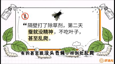 第05节：养蚕人的&ldquo;排雷战&rdquo;&mdash;&mdash;除草剂的生死禁忌，课程：《桑海淘金：桑树高产与蚕桑安全进阶实战课》