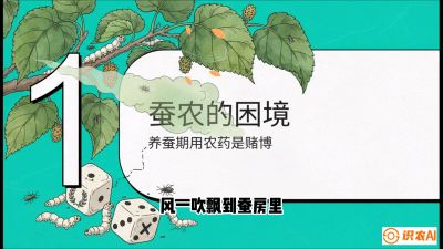 第06节：虫口夺叶（上）&mdash;&mdash;物理与生物防控绝技，课程《桑海淘金：桑树高产与蚕桑安全进阶实战课》