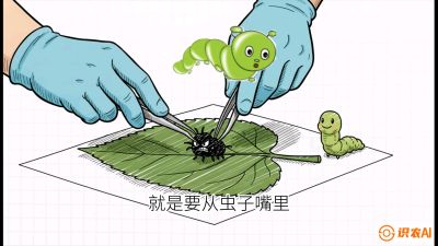 第07节：虫口夺叶（下）&mdash;&mdash;不得不打药时的&ldquo;解毒术&rdquo;，课程：《桑海淘金：桑树高产与蚕桑安全进阶实战课》