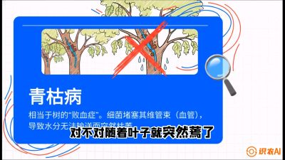 第08节：看不见的杀手&mdash;&mdash;青枯病与萎缩病，课程：《桑海淘金：桑树高产与蚕桑安全进阶实战课》