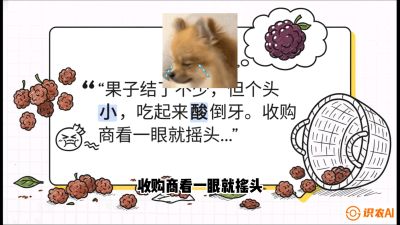 第10节：甜蜜的科学&mdash;&mdash;膨大、增甜与转色，课程：《桑海淘金：桑树高产与蚕桑安全进阶实战课》