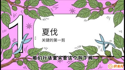 第11节：叶果双收&mdash;&mdash;特殊的夏伐与冬伐，课程：《桑海淘金：桑树高产与蚕桑安全进阶实战课》