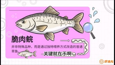 第六节：【老品升级&middot;脆肉鲩】如何让草鱼身价翻倍？，课程：《黄金鳞甲：2025中国淡水鱼高效养殖实战营》