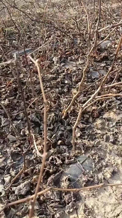 出售，巨峰葡萄苗。药用连翘苗，科研五号优质种苗，2/5年苗，药用连翘树，挂果树，全国包邮到家！财富密码18534302961