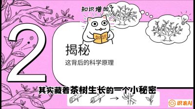 第04节（修剪篇）：树势复活术：从&ldquo;越剪越弱&rdquo;到&ldquo;枝繁叶茂&rdquo;的能量管理与夏秋茶逆袭，课程：《茶金时代：从&ldquo;看天吃饭&rdquo;到&ldquo;精准控局&rdquo;的茶叶高产提质实战课》