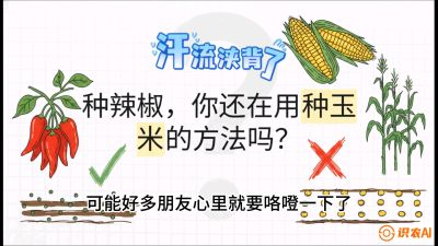 第1节：【品种定江山】工业辣椒vs小米辣：底肥公式与密度陷阱的&ldquo;百万生意经&rdquo;，课程：《辣椒种植实战特训营，从工业辣椒到精品小米辣，教你如何把&ldquo;草&rdquo;种成&ldquo;金&rdquo;》