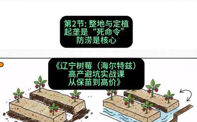 第二节： 整地与定植&mdash;&mdash;起垄是&ldquo;死命令&rdquo;，防涝是核心，课程：《辽宁树莓（海尔特兹）高产避坑实战课：从保苗到高价》