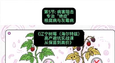 第五节： 病害阻击&mdash;&mdash;专治&ldquo;绝症&rdquo;根腐病与灰霉病，课程：《辽宁树莓（海尔特兹）高产避坑实战课：从保苗到高价》