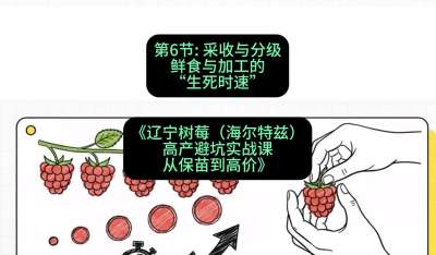 第六节： 采收与分级&mdash;&mdash;鲜食与加工的&ldquo;生死时速&rdquo;，课程：《辽宁树莓（海尔特兹）高产避坑实战课：从保苗到高价》