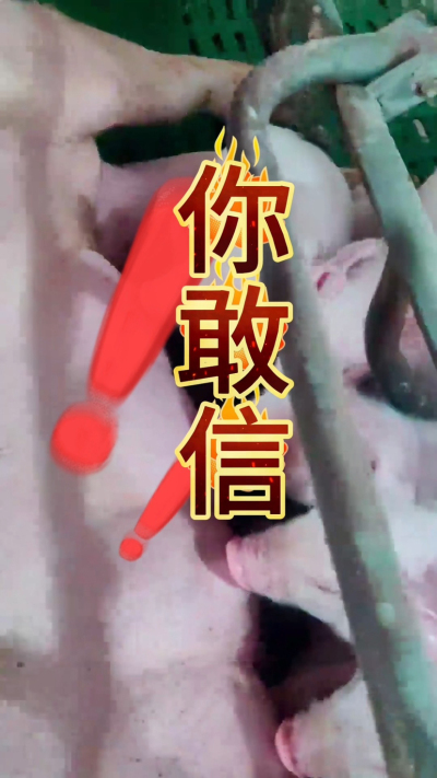 小猪抢不到奶，干瘦不长肉？成活率总上不去？😭
自从用上南商农科这款仔猪补奶机，再也没这烦恼！
✅ 一键设置下料参数，新手也能上手
✅ 恒温补奶，小猪抢着喝，长势超均匀
从车间精工组装到猪场落地使用，每