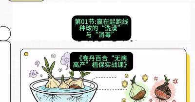 第01节：赢在起跑线&mdash;&mdash;种球的&ldquo;洗澡&rdquo;与&ldquo;消毒&rdquo;，课程：《卷丹百合&ldquo;无病高产&rdquo;植保实战课》#识农AI