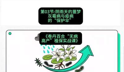 第03节：阴雨天的噩梦&mdash;&mdash;灰霉病与疫病的&ldquo;保护伞&rdquo;，课程：《卷丹百合&ldquo;无病高产&rdquo;植保实战课》#识农AI