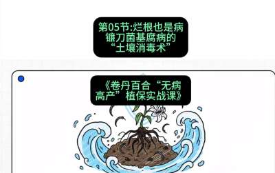 第05节：烂根也是病&mdash;&mdash;镰刀菌基腐病的&ldquo;土壤消毒术&rdquo; ，课程：《卷丹百合&ldquo;无病高产&rdquo;植保实战课》#识农AI