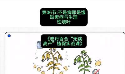 第06节：不是病那是饿&mdash;&mdash;缺素症与生理性烧叶 ，课程：《卷丹百合&ldquo;无病高产&rdquo;植保实战课》#识农AI