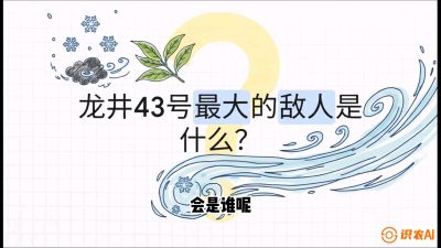 第04节：龙井双璧&mdash;&mdash;龙井43与群体种的差异化护养（重点），课程：《茗茶卫士&mdash;&mdash;茶叶病虫害绿色防控实战课》#识农AI