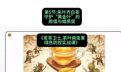 第05节：朱叶齐白茶&mdash;&mdash;守护&ldquo;黄金叶&rdquo;的颜值与蜡质层（重点），课程：《茗茶卫士&mdash;&mdash;茶叶病虫害绿色防控实战课》#识农AI