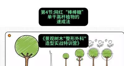 第04节：网红&ldquo;棒棒糖&rdquo;&mdash;&mdash;单干高杆植物的速成法，课程：《景观树木&ldquo;整形外科&rdquo;造型实战特训营》#识农AI