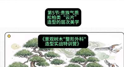 第05节：贵族气质&mdash;&mdash;松柏类&ldquo;云片&rdquo;造型的层次美学，课程：《景观树木&ldquo;整形外科&rdquo;造型实战特训营》#识农AI