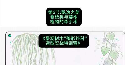 第06节：飘逸之美&mdash;&mdash;垂枝类与藤本植物的牵引术，课程：《景观树木&ldquo;整形外科&rdquo;造型实战特训营》#识农AI