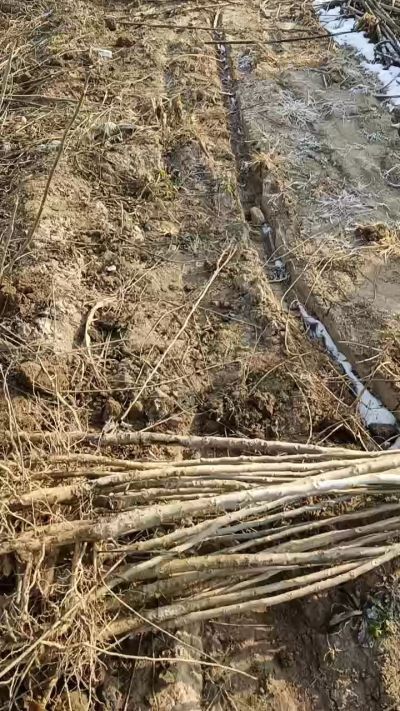 出售臭椿苗，巨峰葡萄苗。药用连翘苗，科研五号优质种苗，2/5年苗，药用连翘树，挂果树，全国包邮到家！财富密码18534302961