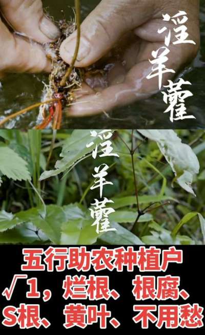 177，1907，0725，V 同号
1  老乡们！种淫羊藿不用乱买肥，咱这款专用肥，针对淫羊藿习性配的，壮苗防烂根，采收多卖钱，用过都回头！
2  咱种淫羊藿图的就是省心高产！专用肥薄肥勤施，苗不烧