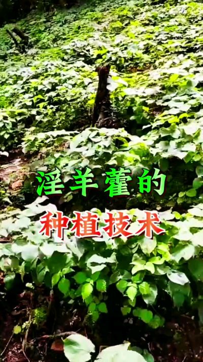 揭秘&ldquo;仙草&rdquo;淫羊藿的种植密码！耐严寒耐贫瘠，林下套种不占耕地，管理简单还能套种其他作物，一亩地的投入两亩地的收益～ 想返乡创业的赶紧码住！ #淫羊藿种植技术 #返乡创业项目 #药材种植指南 #农业新风
